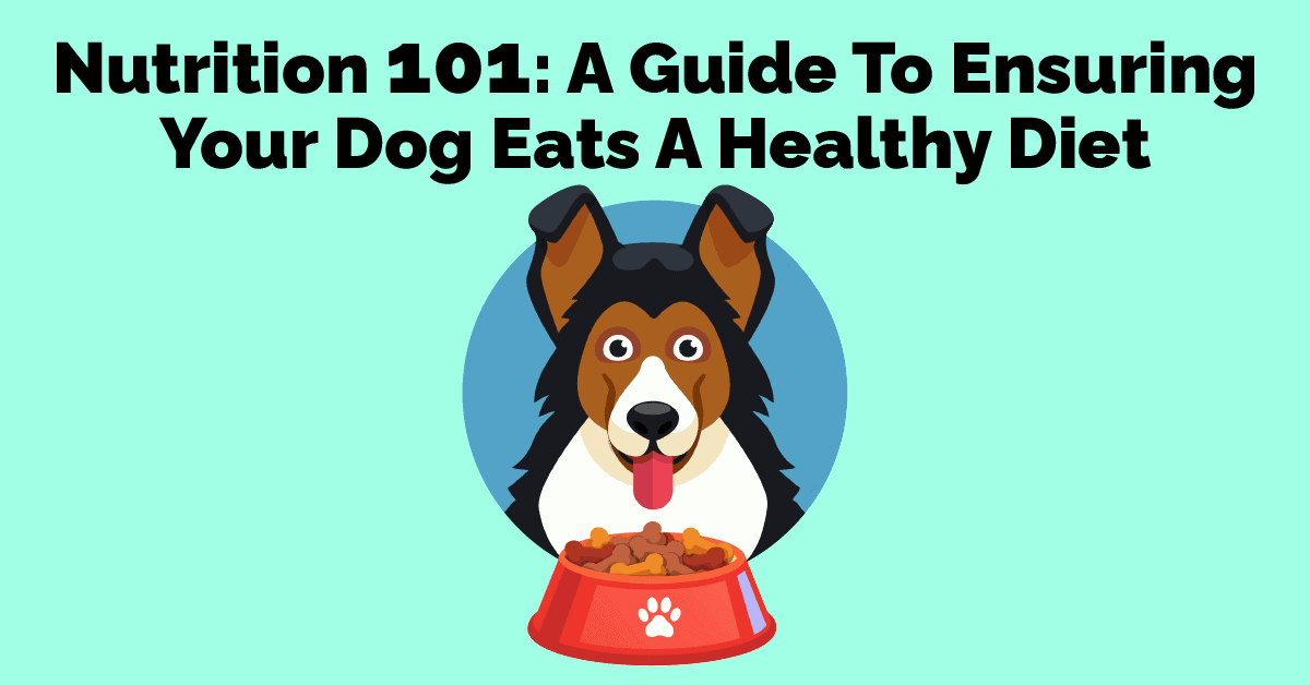 Nutrition 101 A Guide To Ensuring Your Dog Eats A Healthy Diet Long Live Your Dog